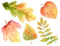 Bright colors set of watercolor autumn leaves. Wild grapes, elm, linden, oak, rowan, pear isolated on white background Royalty Free Stock Photo