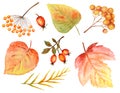 Bright colors set of watercolor autumn leaves. Wild grapes, elm, linden, rowan, pear isolated on white background Royalty Free Stock Photo