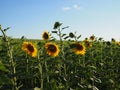 Bright colors sunflowers on backgrounds blue sky