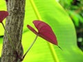 Bright colors of red young leaves stand out among the natural green background Royalty Free Stock Photo