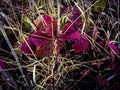 Bright color autumn blackberry leaves