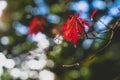 Bright colour red leaves with rain drop against blurry Autumn forest, Selective focus branches of maple tree with red leaves Royalty Free Stock Photo