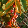 Bright coloured coffee beans in Port Edward, South Africa