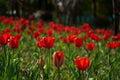 Tulip bright-coloured clear aestheticism magniflcent