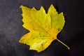 Bright colourful autumn leaf floating in water Royalty Free Stock Photo