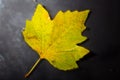 Bright colourful autumn leaf floating in water Royalty Free Stock Photo