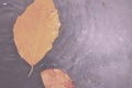 Bright colourful autumn leaf floating in water Vintage Retro Filter. Royalty Free Stock Photo