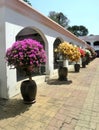 Bright colourful Bougainvillea in sun light