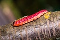 The bright colourful caterpillar creeps on a tree Royalty Free Stock Photo