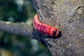 The bright colourful caterpillar creeps on a tree Royalty Free Stock Photo