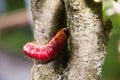 The bright colourful caterpillar creeps on a tree Royalty Free Stock Photo