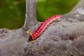 The bright colourful caterpillar creeps on a tree Royalty Free Stock Photo