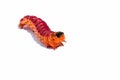 Bright colourful caterpillar on a white background