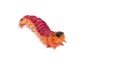 Bright colourful caterpillar on a white background Royalty Free Stock Photo