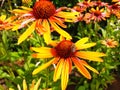 Bright, colourful echinacea 'orange passion' flowers on a summer's day in the garden, visited by a honey bee