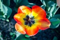 Bright colorful head of orange red tulip with black core Royalty Free Stock Photo