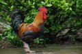 Bright colourful rooster walks in the farm near grown bushes