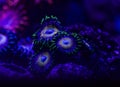 Bright colourful zoanthid coral marine