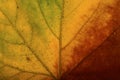 Bright colours autumn maple  leaf macro Royalty Free Stock Photo