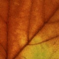 Bright colours autumn maple leaf macro