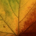 Bright colours autumn maple  leaf macro Royalty Free Stock Photo