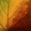 Bright colours autumn maple  leaf macro Royalty Free Stock Photo