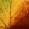 Bright colours autumn maple  leaf macro Royalty Free Stock Photo