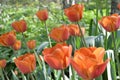 Colourful Orange Tulips