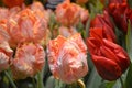 Colourful Red, Orange and Pink Tulips