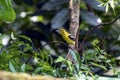 Bright Common Iora Perched On Tree Branch In Lush Green Foliage Royalty Free Stock Photo