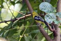 Bright Common Iora Perched On Tree Branch In Lush Green Foliage Royalty Free Stock Photo