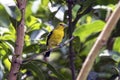 Bright Common Iora Perched On Tree Branch In Lush Green Foliage Royalty Free Stock Photo