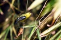 Bright Common Iora Perched On Tree Branch In Lush Green Foliage Royalty Free Stock Photo