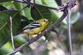Bright Common Iora Perched On Tree Branch In Lush Green Foliage Royalty Free Stock Photo