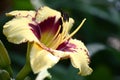 Hemerocallis.Single flower. Royalty Free Stock Photo