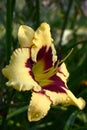 Hemerocallis in rainy day. Single flower. Royalty Free Stock Photo