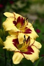 Hemerocallis in rainy day. Vertical arrangement. Royalty Free Stock Photo