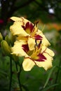 Hemerocallis in rainy day in a distance. Royalty Free Stock Photo