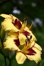 Hemerocallis in rainy day. Look at an angle. Royalty Free Stock Photo