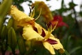 Hemerocallis in rainy day. Royalty Free Stock Photo