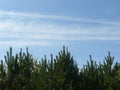 Young pine trees and sky Royalty Free Stock Photo