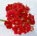 The warm color of tropical plants and the cold whiteness of snow.