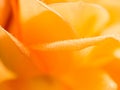 Bright convolute petal of lovely orange rose