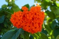 Bright Cordia Sebestena flowers Royalty Free Stock Photo