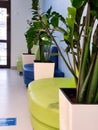 A bright corridor in a room of colored sofas with large green plants on the floor