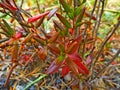 Bright cowberry leaves