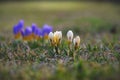 Bright cream-colored crocuses sprout from the meadow as the first signs of spring. Blurred blue crocuses can be seen in the