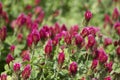Bright Crimson Clover - Trifolium incarnatum