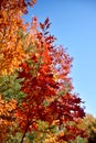 Bright crimson maple tree branch against the sky