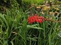 Crocosmia 'Hellfire'